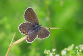 <p>MODRÁSEK PODOBNÝ- samička (Plebejus argyrognomon) jižní Morava ---- /Reverdin's blue b utterfly - Kronwicken-Bläuling/</p>